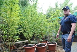 Villalba: sequestrata piantagione di marijuana da 180 mila euro
