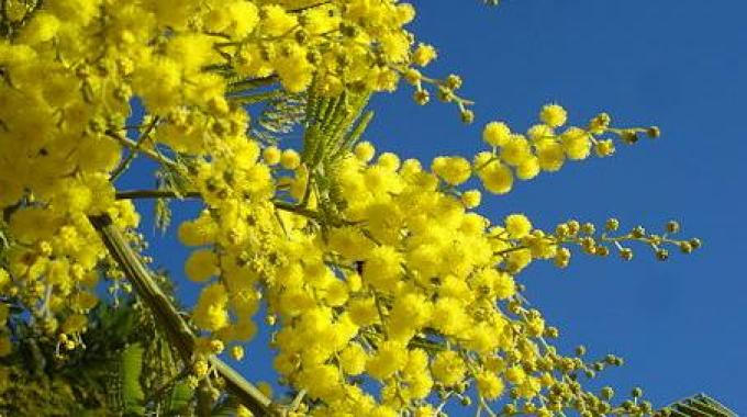 8 marzo, Festa della Donna: gli eventi della zona