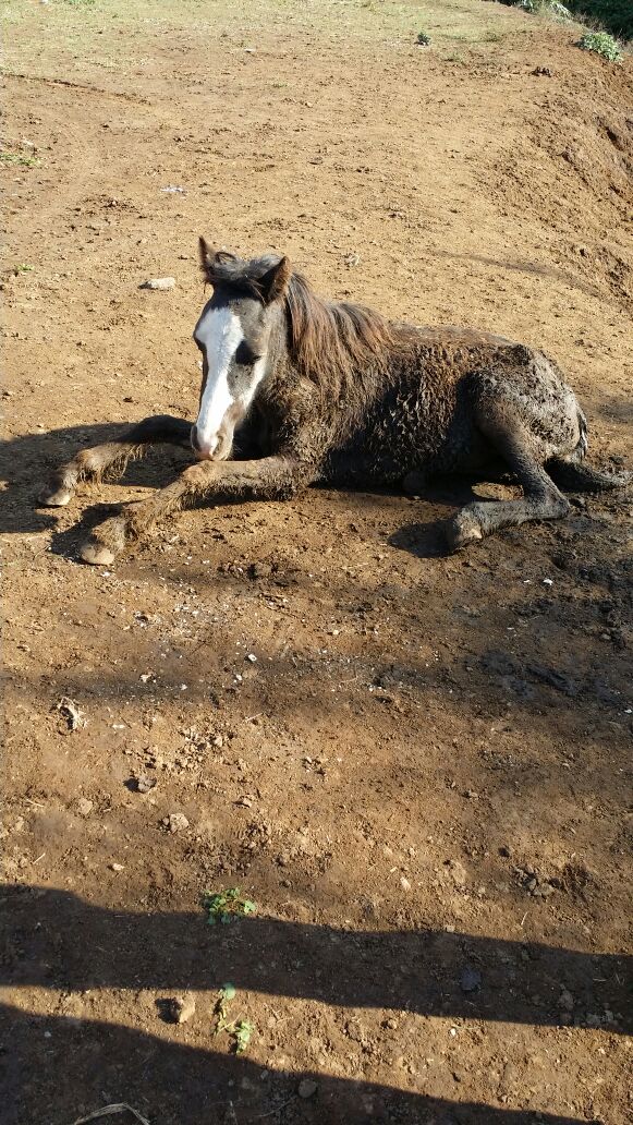 Cavallo bloccato da giorni nel fango salvato dai vigili del fuoco