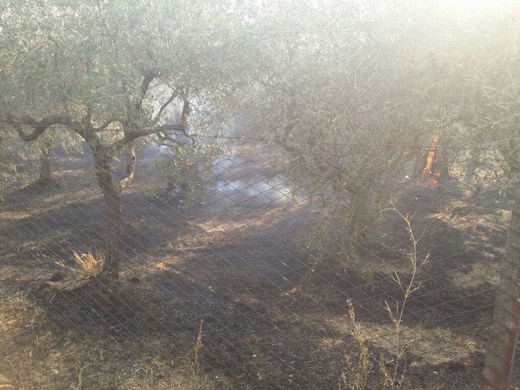 Incendio ai Colli di Santo Stefano, distrutto oliveto ed abitazioni lambite dalle fiamme