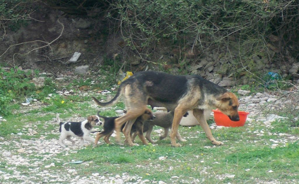 Accalappiacani in azione a Stacchini, in canile i cani della baraccopoli