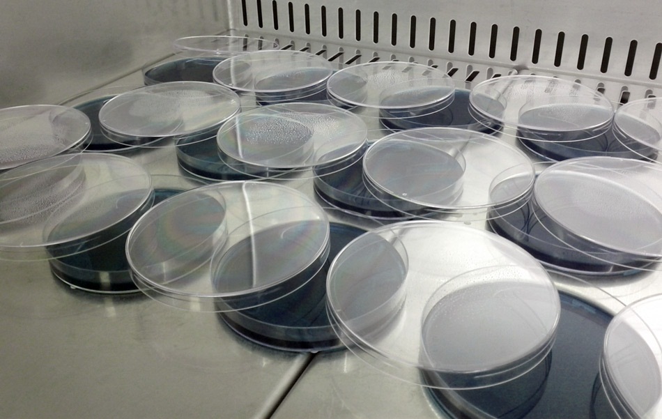 Tutto pronto per la Giornata Nazionale del Trapianto