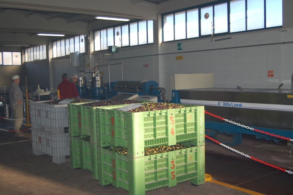 Olio & olive: il clima “pazzo” azzera la produzione. Il Comune chiede lo stato di calamità