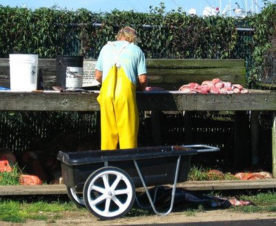 Un bando rivolto ai giovani agricoltori di età tra i 18 e 40 anni