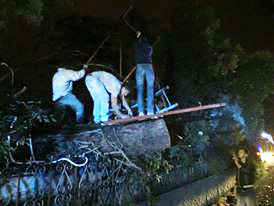 Enorme pino cade sulla strada, Empolitana bloccata e traffico in tilt