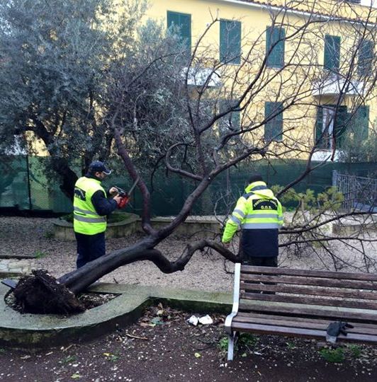 Tivoli: dopo il crollo degli alberi controlli mirati in tutta la città
