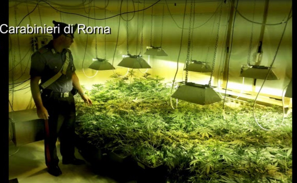 Vicovaro: una serra di canapa indiana in casa