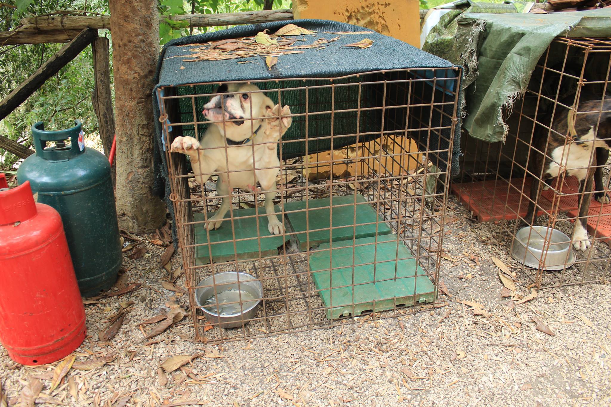 Tutela degli animali, dal Comune un manifesto per “ricordare” leggi e sanzioni