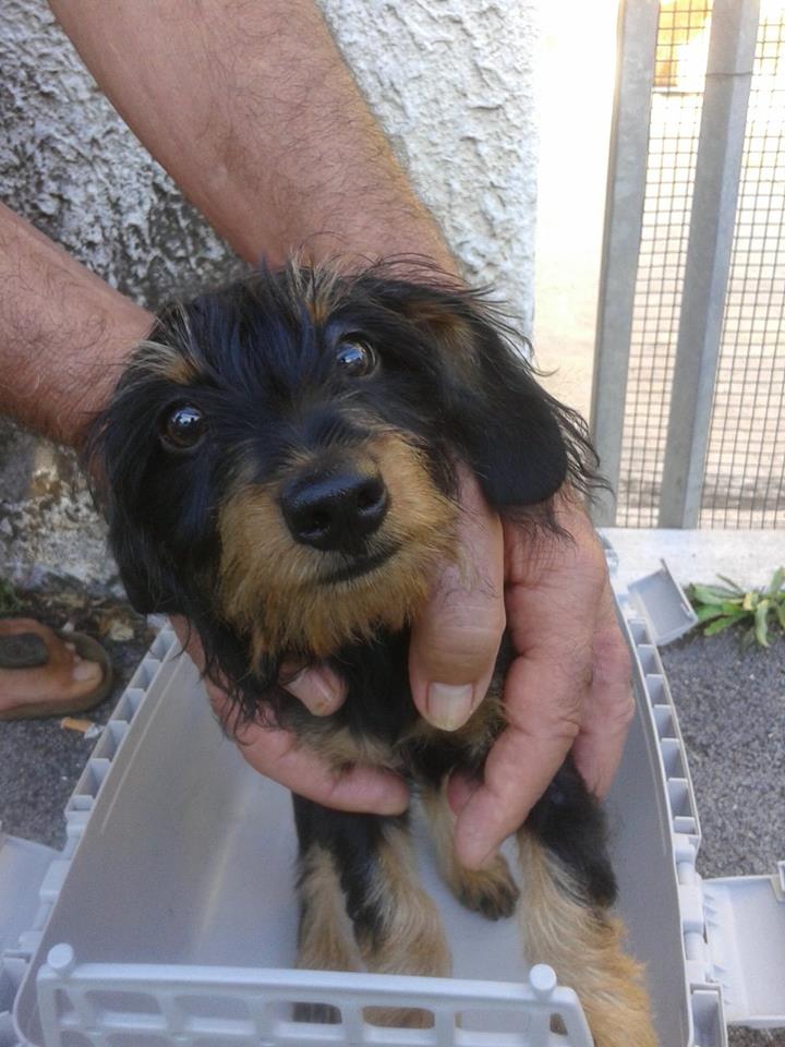 Cane salvato dai rifiuti ed adottato in poche ore, gara di solidarietà sul web