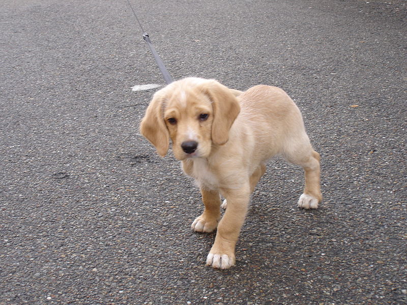 Cani e gatti: allarme polpette al vetro nel centro storico