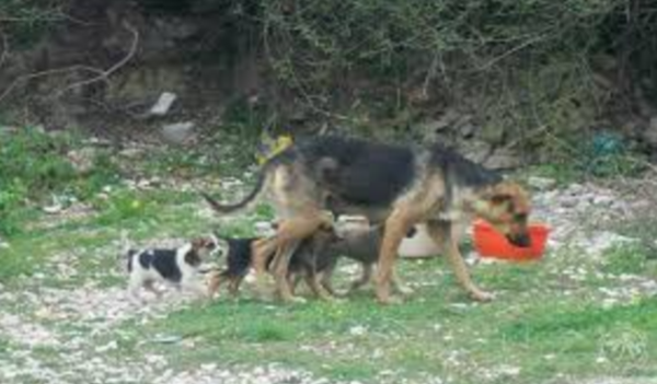 Raccolta straordinaria per i cani di Stacchini e nuovo punto al parco Malala