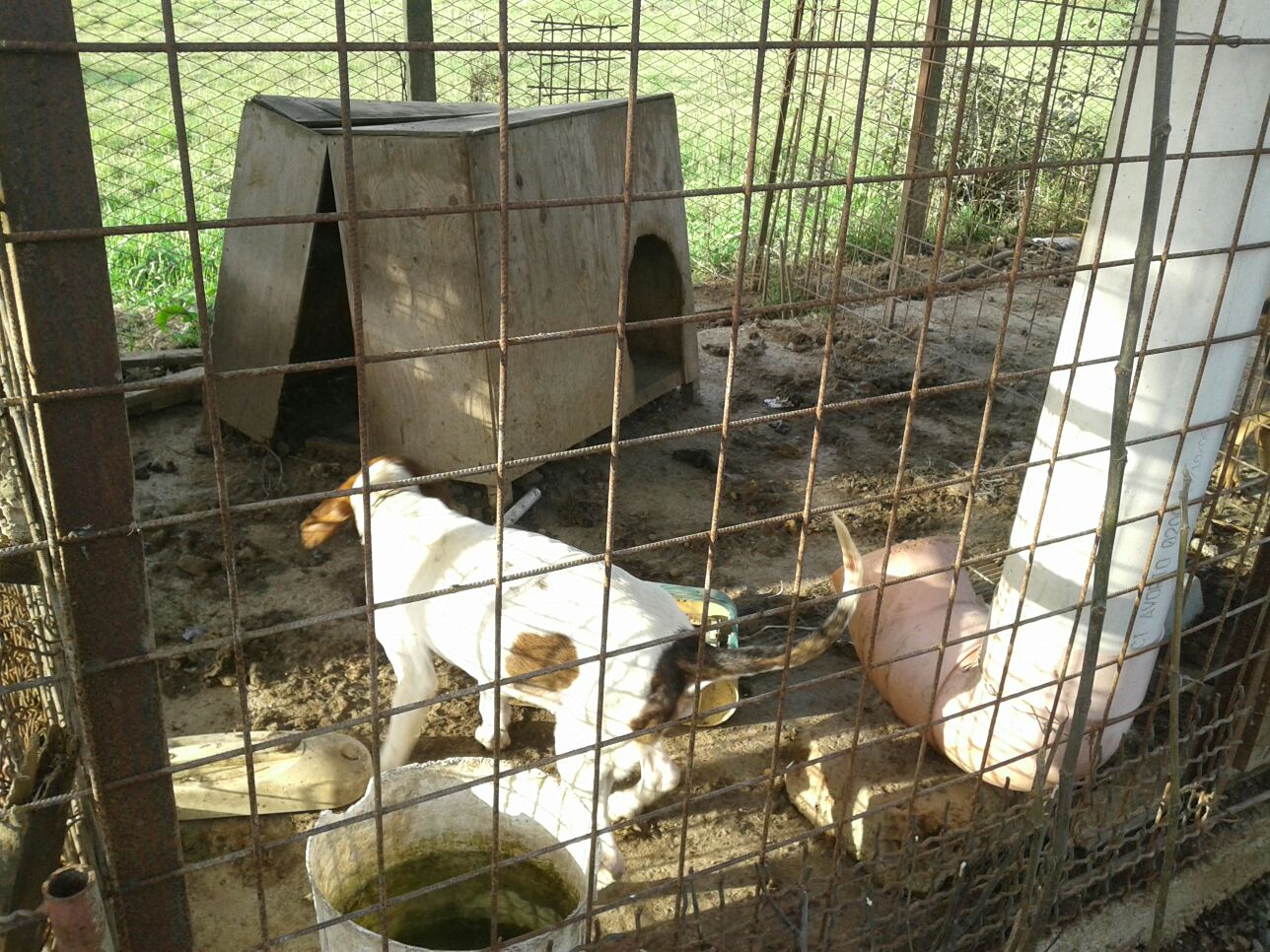 Allevamento lager a Guidonia, quattro cani tra gli ecrementi