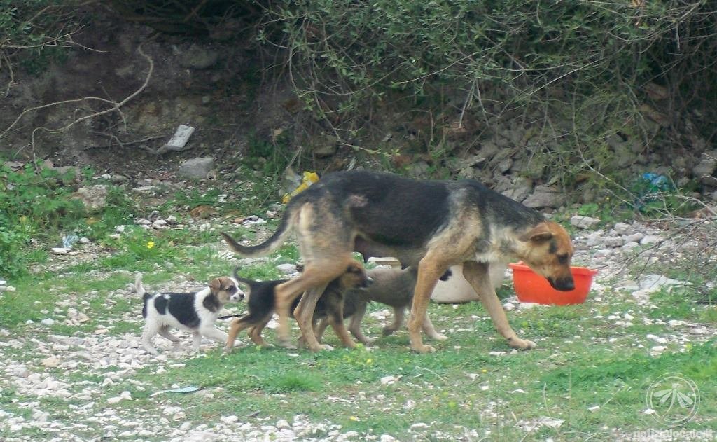 Randagismo, Asl Rm5: nell’ultimo biennio oltre 1200 sterilizzazioni. Salvati quasi 2000 cani.