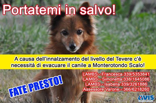 Innalzamento Tevere allo Scalo: il canile va evacuato