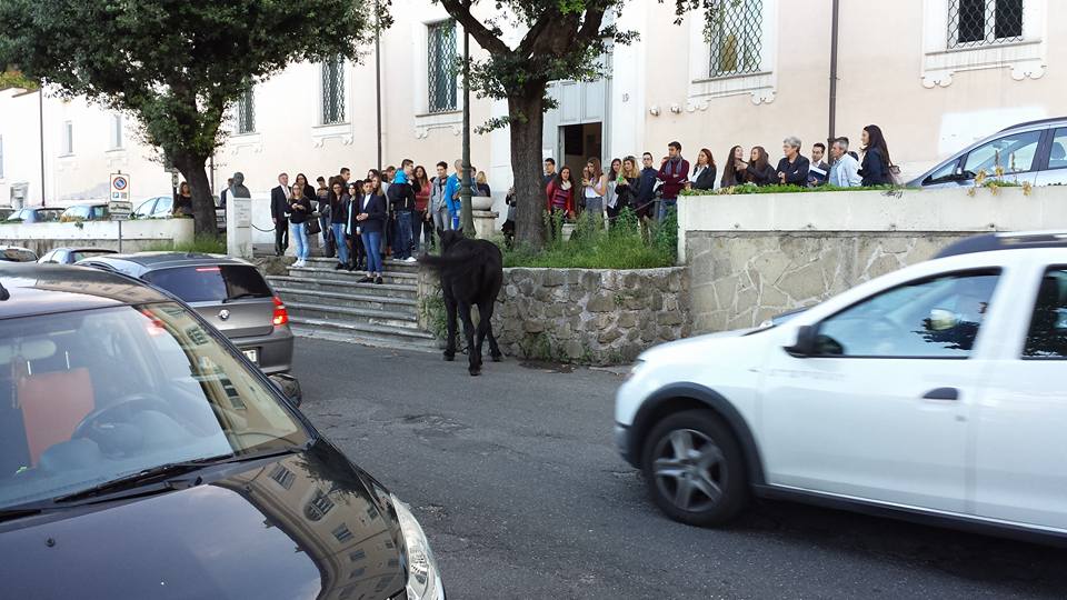 Passeggiata o convocato in tribunale? Cavallo a spasso per viale Cassiano