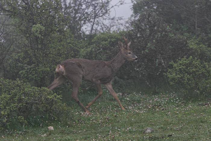 Era stato investito, ora il capriolo corre libero tra i Lucretili