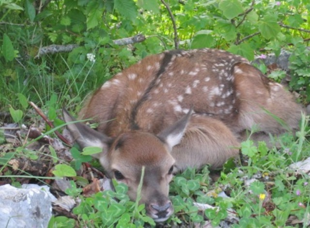 Jenne, auguri a mamma cerva, nato un bel cerbiatto