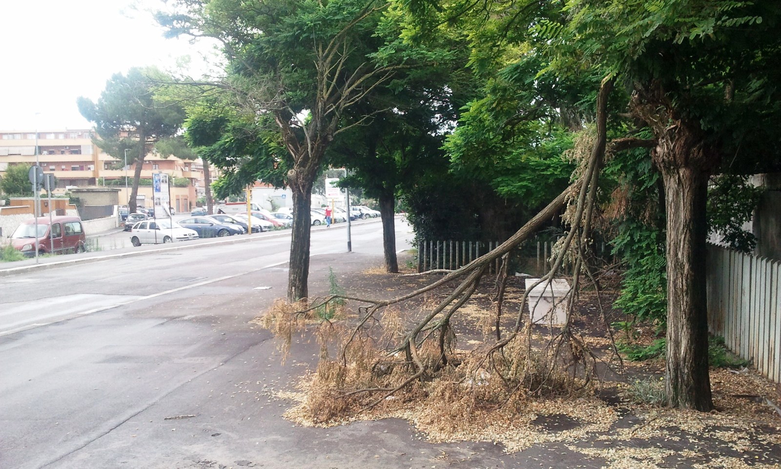 #Vocedalterritorio – A Collefiorito rami pericolanti