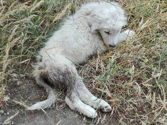 Morto il cucciolo “buttato” a Stacchini, era ferito troppo gravemente
