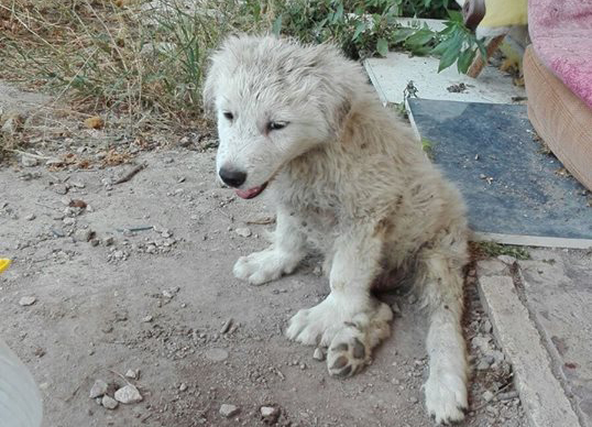 Cucciolo ferito “buttato” a Stacchini e i volontari chiedono aiuto