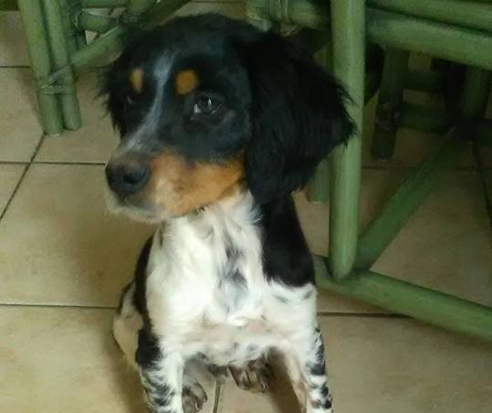 Bambino ritrova il suo cucciolo alla vigilia di Pasqua grazie a Facebook