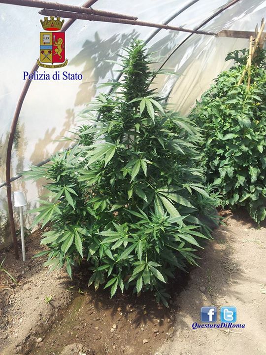 Coltivava marijuana a Roma, arrestato “agricoltore” di Guidonia Montecelio
