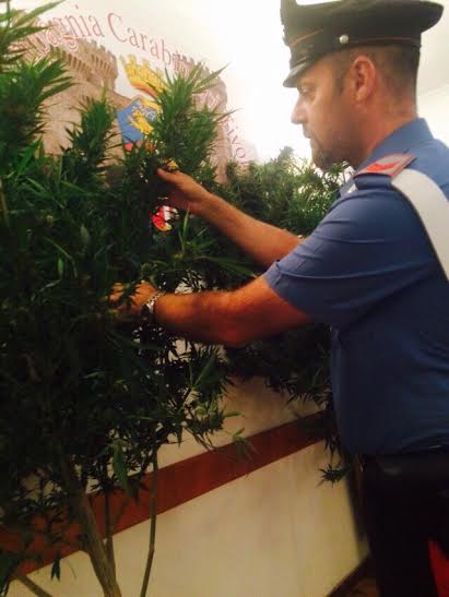 Droga, sequestrati 20 chili di marijuana. Arrestati padre e figlio “coltivatori”