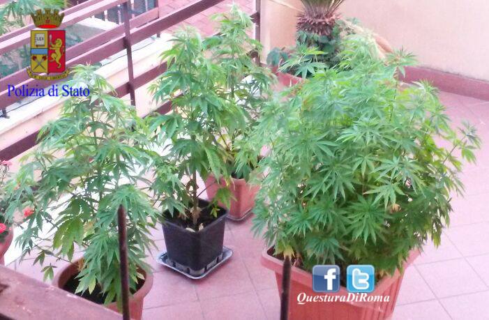 168 piante di cannabis in terrazzo: 31enne in manette