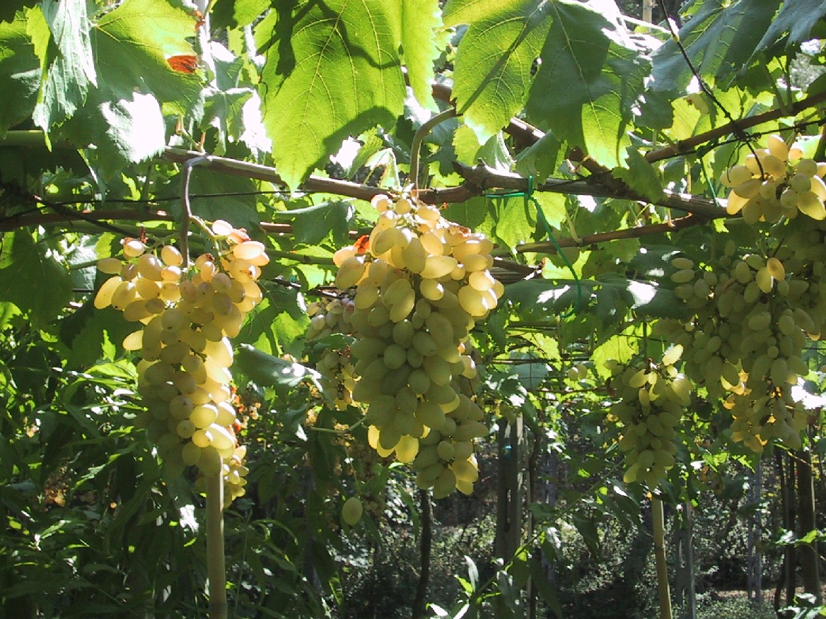 Natale al Museo del Pizzutello di Tivoli