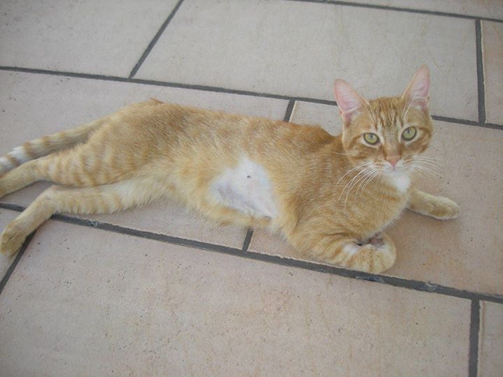 Marcellina, spari contro i gatti. Trovati animali morti