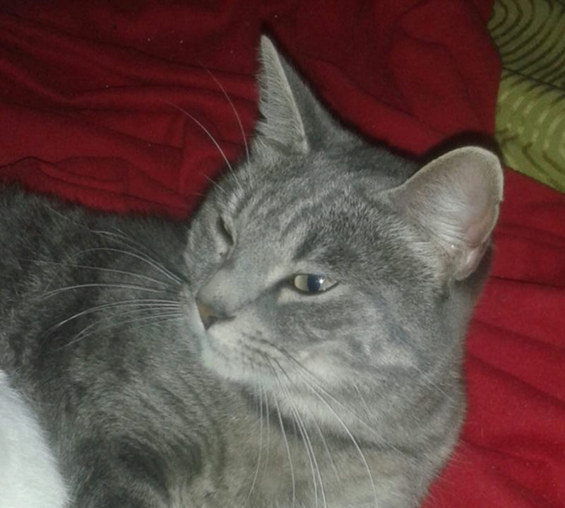 Stacchini: animali in cerca d’aiuto, due nuovi annunci dal web