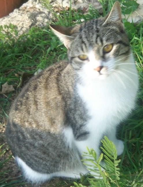 19.01: Tivoli, benedizione degli animali per Sant’Antonio