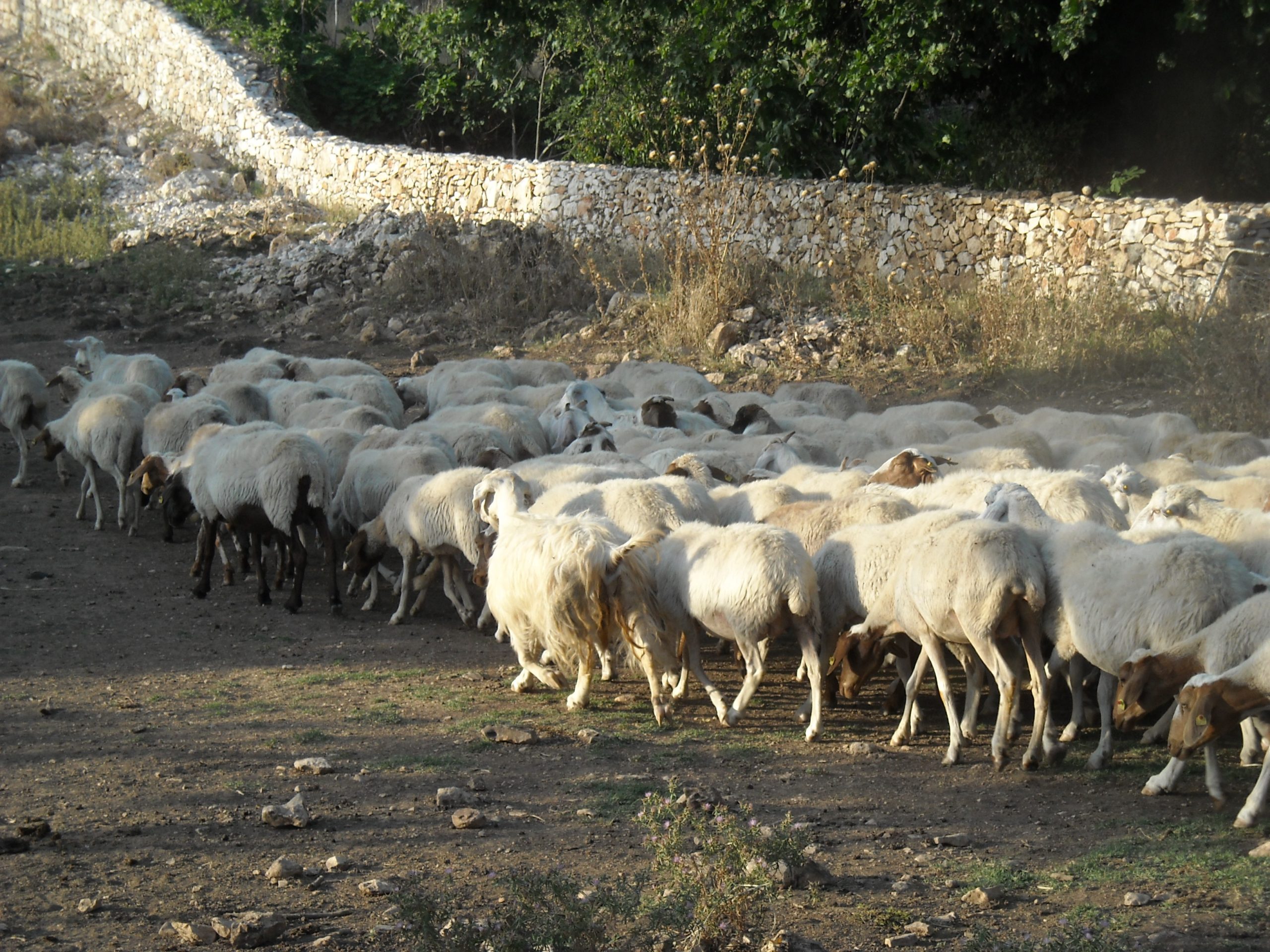 Ovile lager, denunciato pastore. Gregge denutrito e senza abbeveratoi