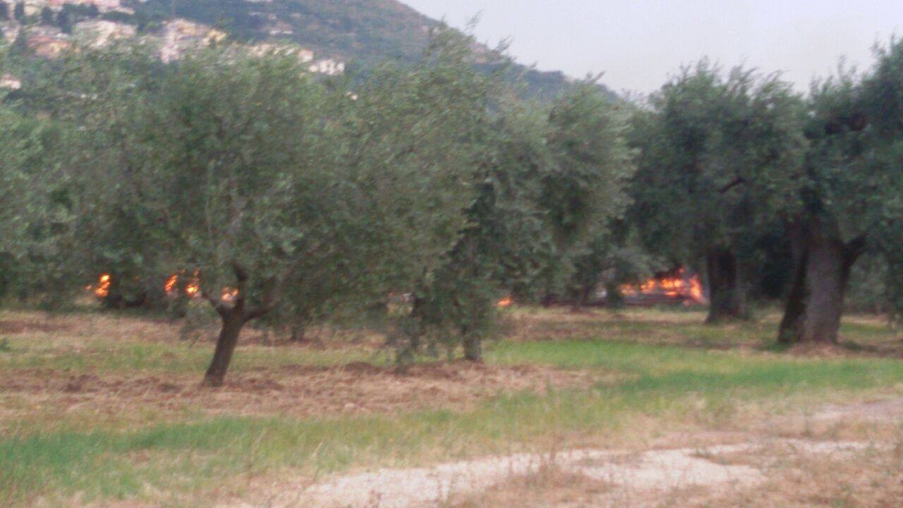 Favale: pomeriggio di fuoco, in fiamme oliveto