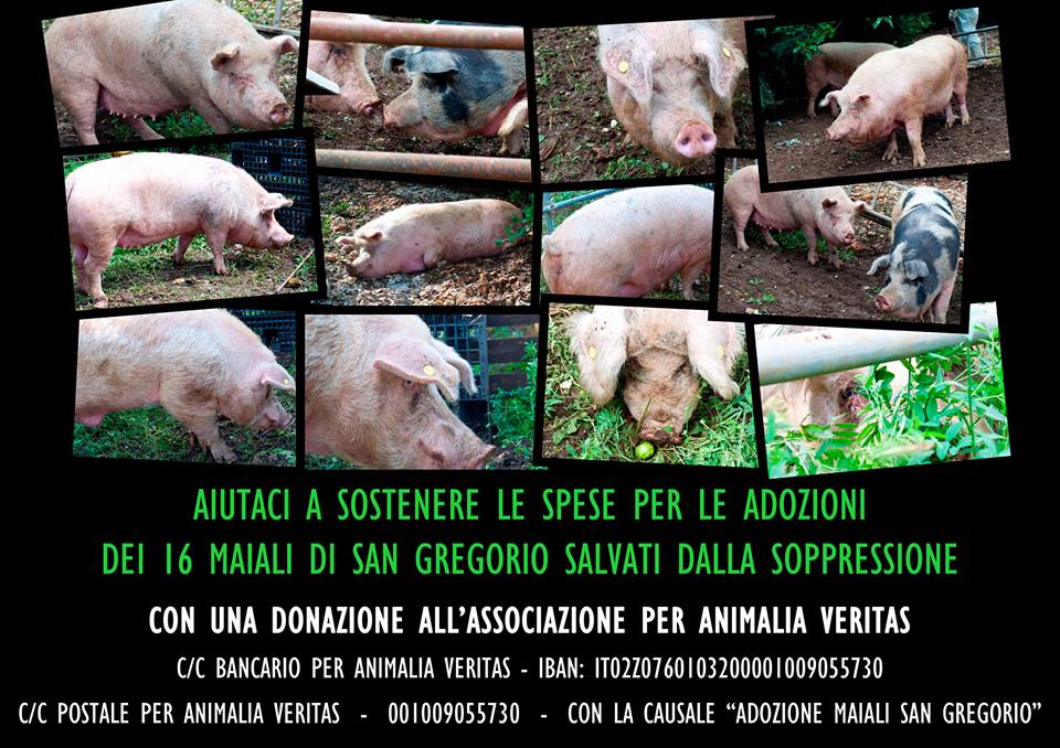 Salvati dall’abbattimento i maiali allevati in discarica a San Gregorio