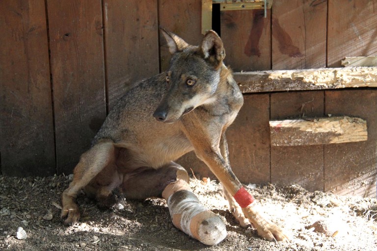 Lupetta salvata a Moricone, forse scongiurata amputazione