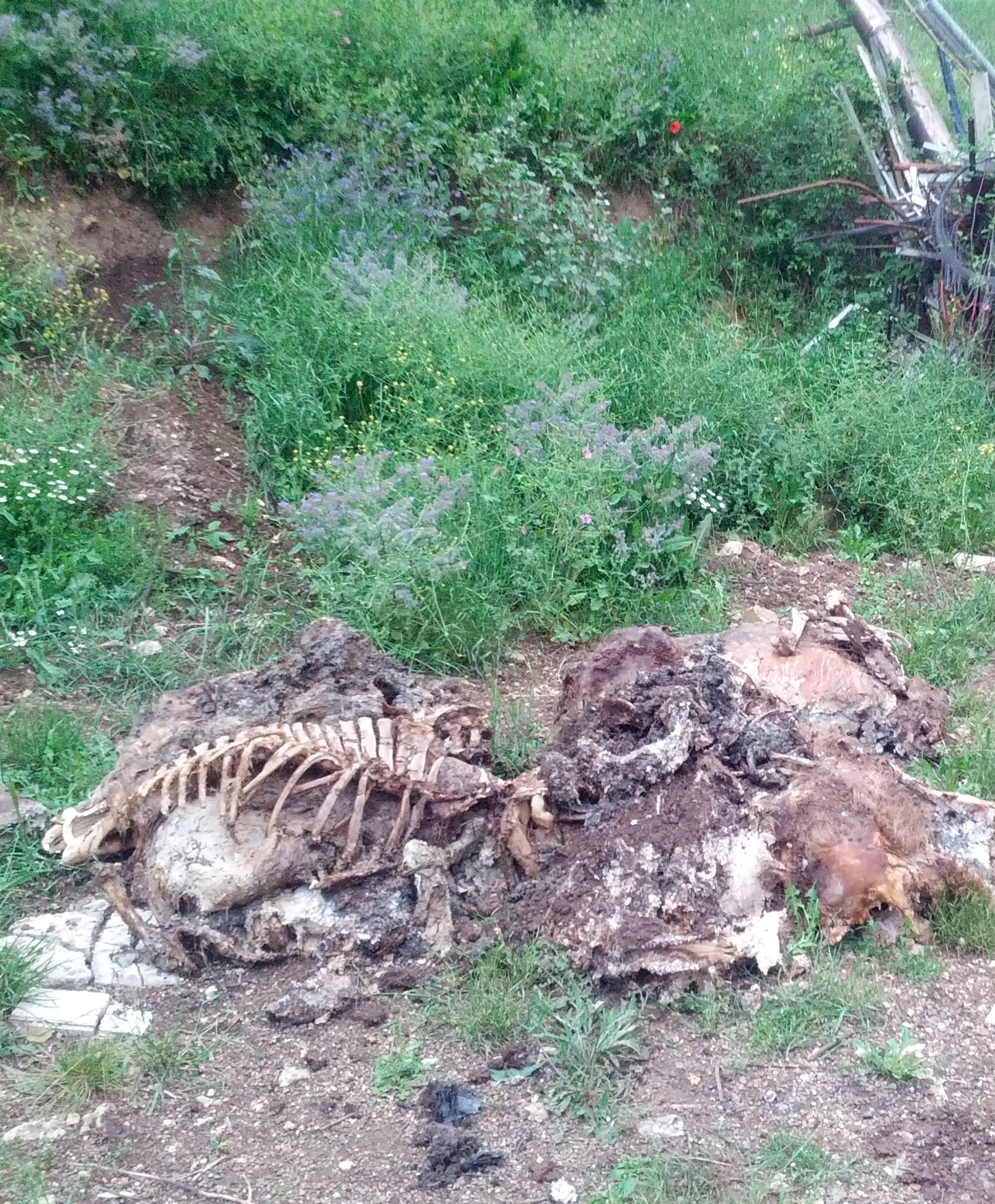 Allevavano maiali in una discarica tra amianto e cadaveri di animali