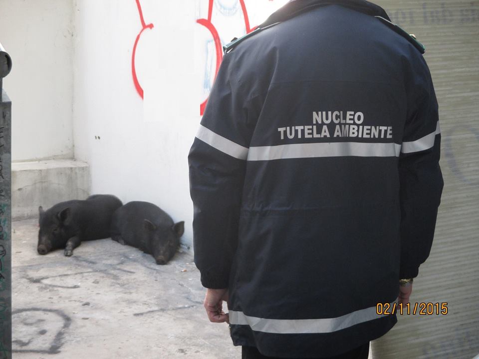 Maialini a spasso nel parcheggio del centro commerciale