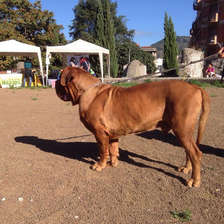 Tivoli e Ciciliano, domenica benedizione degli animali per Sant’Antonio Abate