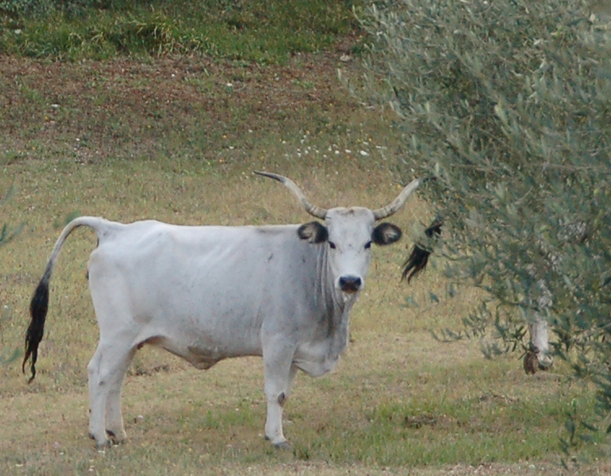 Mucche allo stato brado, incidente sulla Tiburtina. Allarme a Monte Catillo