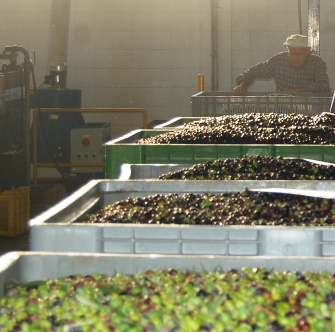 Notte Verde, il Comune chiama a raccolta artisti ed agricoltori