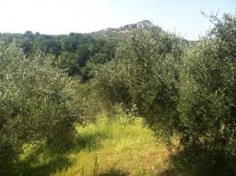 Guidonia: nasce il catasto degli alberi. Colleverde il “quartiere più verde”