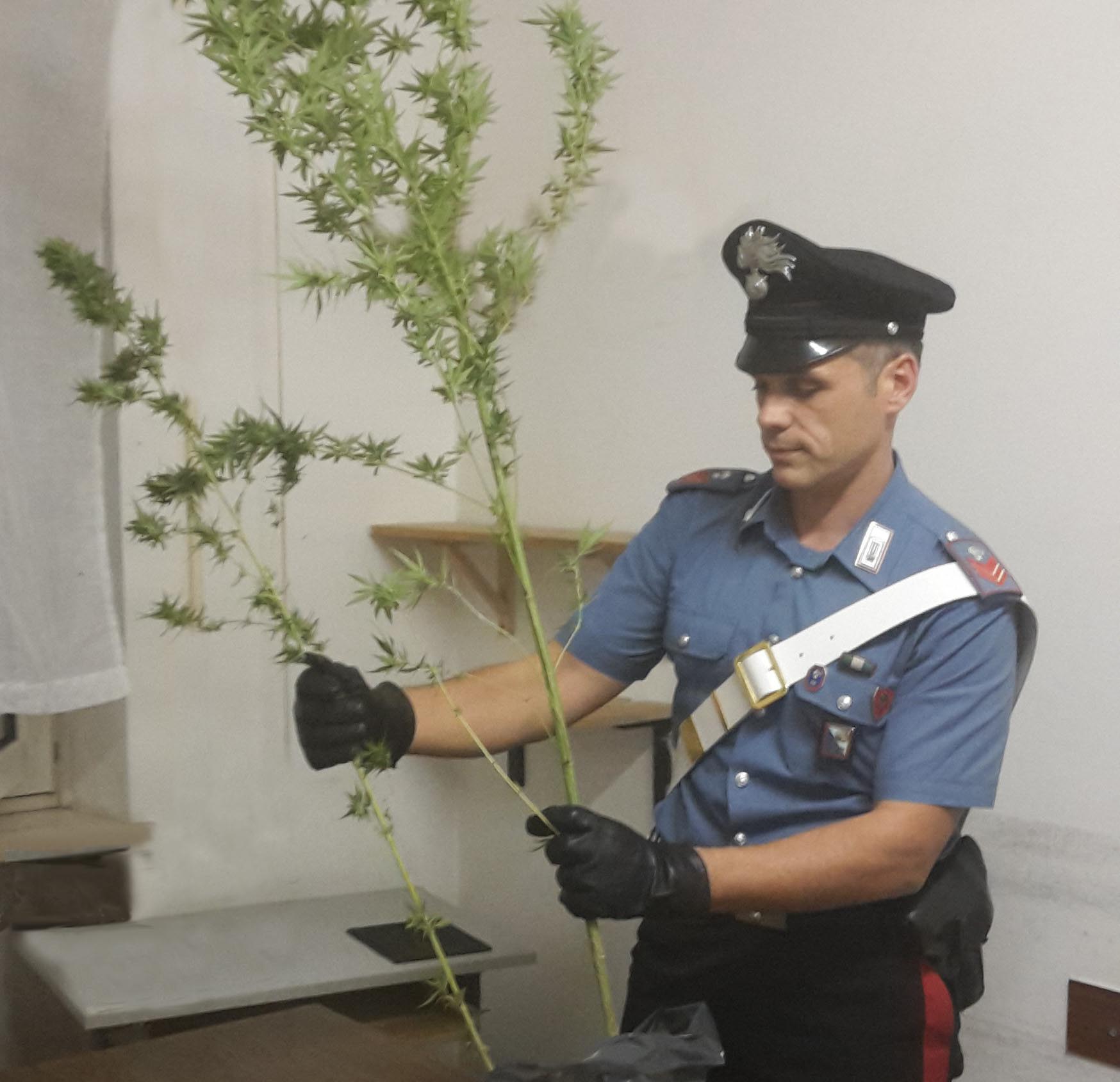 Ancora cannabis coltivata in casa, nuovo arrestato a Subiaco