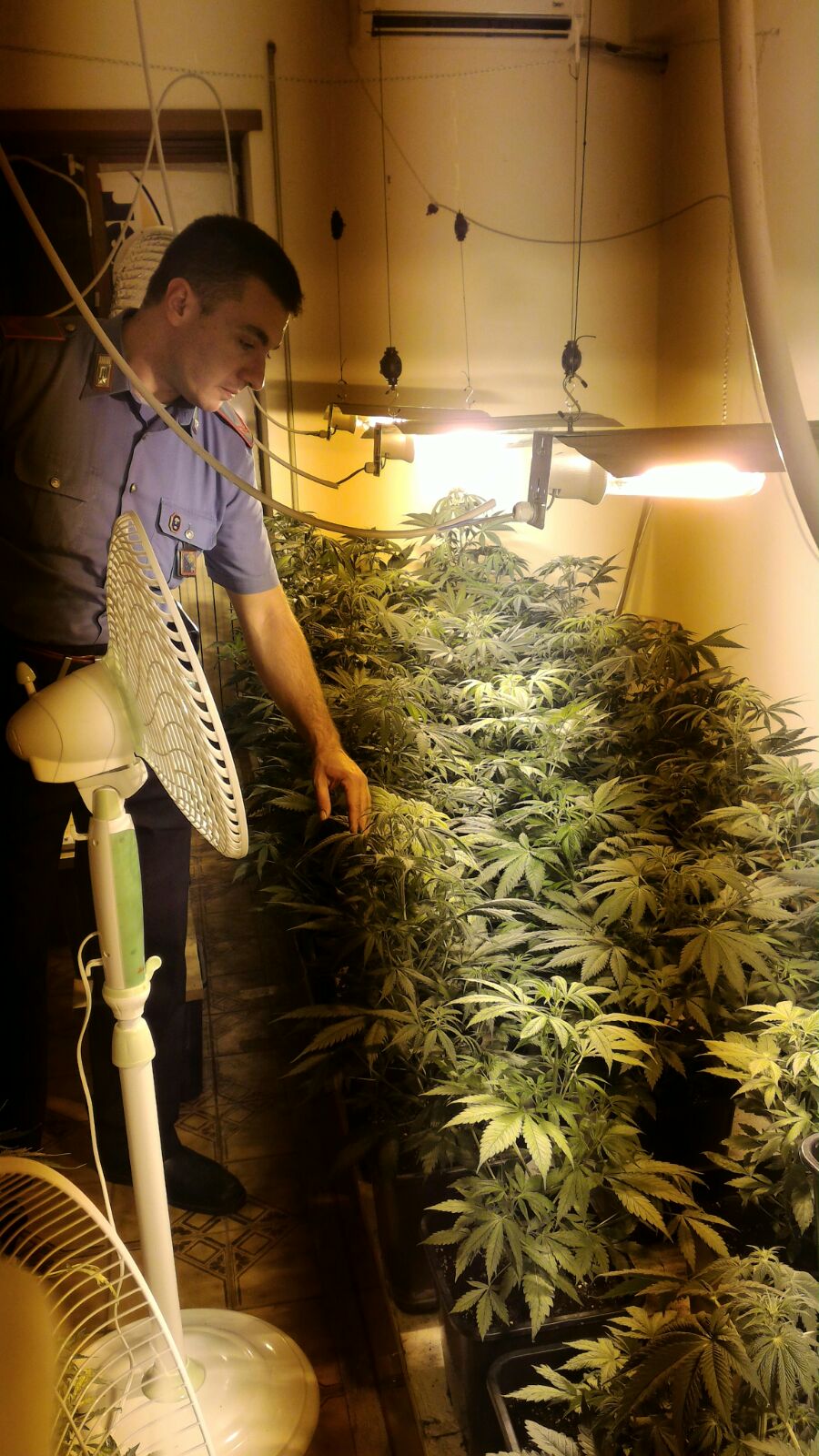 Marijuana coltivata in casa, altri due arresti a Tivoli Terme