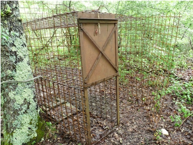 Licenza: operazione anti bracconaggio. Ritrovata una trappola dei bracconieri