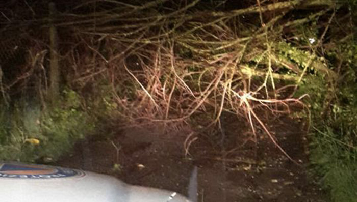 Alberi caduti a Tivoli e Guidonia, scantinati allagati e fossi sotto controllo