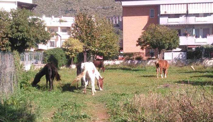 Cavalli a Campolimpido, nuove segnalazioni anche da Collenocello