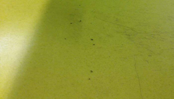 Topi a scuola: ancora una chiusura per l’Igino Giordani. Venerdì nuovi interventi