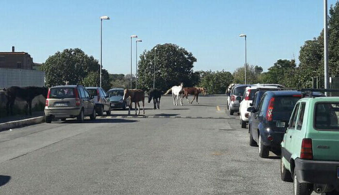 Animali sequestrati a Campolimpido e Colle Nocello, 8 bestie portate vie