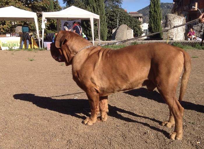 Benedizione degli animali a Tivoli: domenica di festa per Sant’Antonio